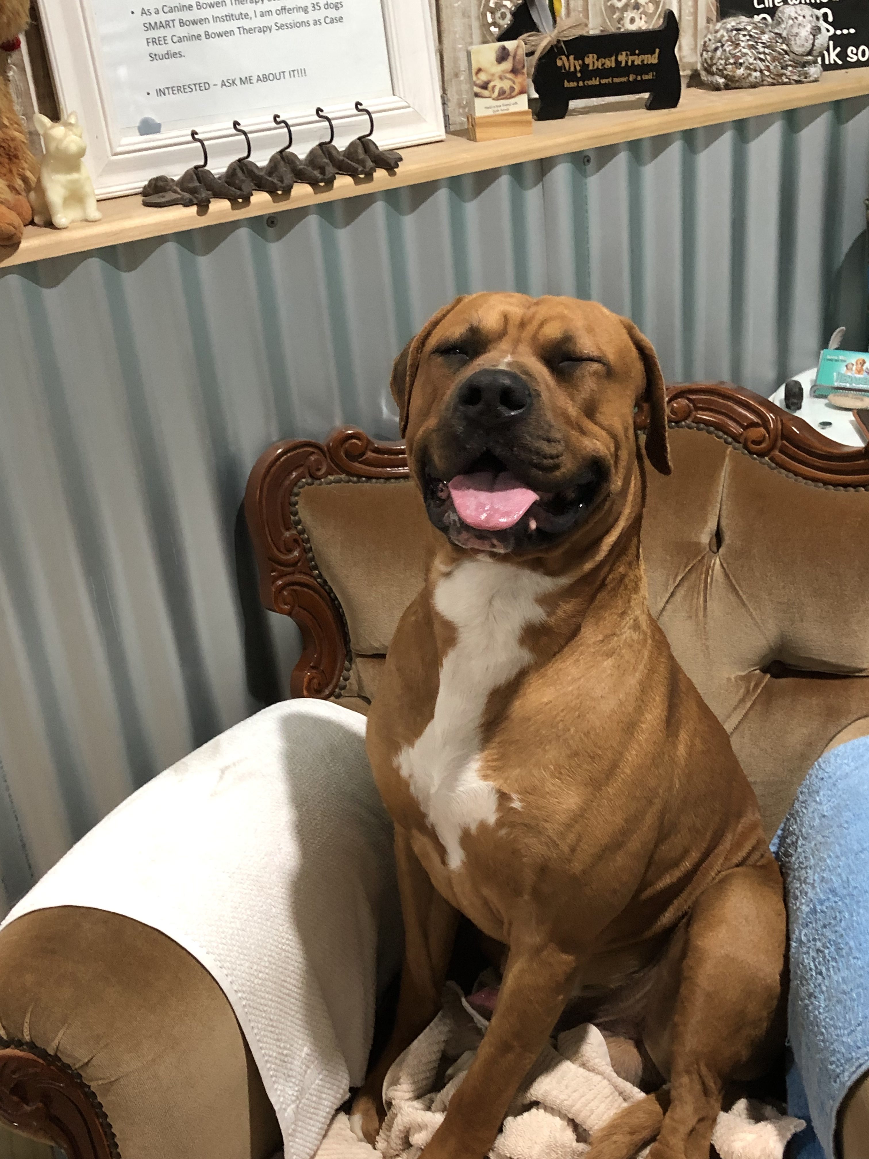 Boxer cross sitting in a chair